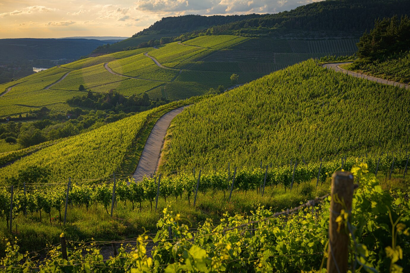 De dónde es el vino Ribera del Duero: el origen de uno de los mejores vinos de España 1 De donde es el vino Ribera del Duero