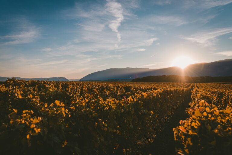 De dónde es el vino Rueda: origen, tradición y reconocimiento internacional 37 De dónde es el vino Rueda origen, tradición y reconocimiento internacional