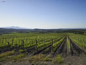 Denominación de Origen Empordà: un viaje por la tradición vitivinícola catalana