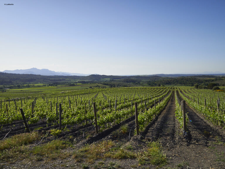 Denominación de Origen Empordà: un viaje por la tradición vitivinícola catalana 16 Denominacion de Origen Emporda