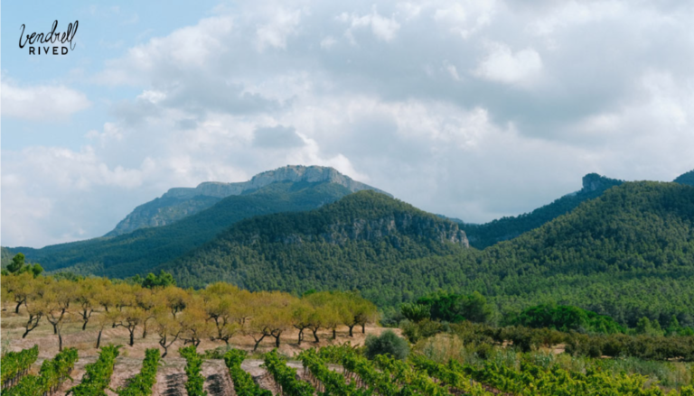 Descubre la experiencia única de visitar una bodega familiar en Cataluña 25 Descubre la experiencia unica de visitar una bodega familiar en