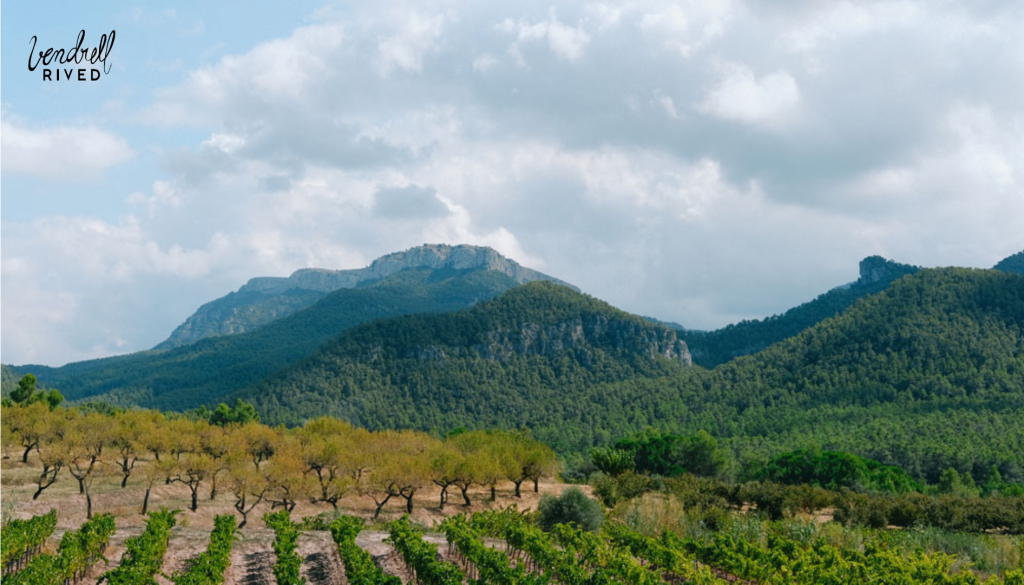 Descubre la experiencia única de visitar una bodega familiar en Cataluña 1 Descubre la experiencia unica de visitar una bodega familiar en
