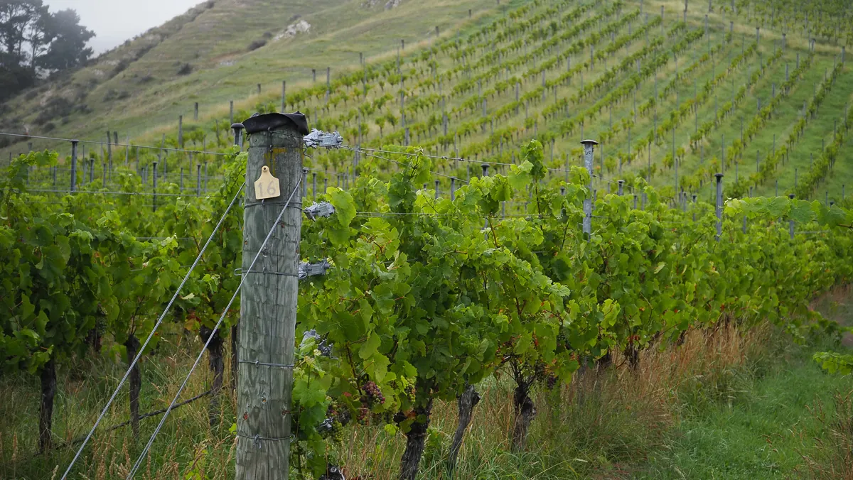 Día de vinos y naturaleza en Waipara, Nueva Zelanda: un recuerdo sublime 1 Día de vinos y naturaleza en Waipara, Nueva Zelanda: un recuerdo sublime
