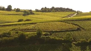 Domaine Kuheiji une fusión única entre el vino de Bourgogne y el saké japonés