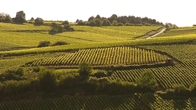 Domaine Kuheiji une fusión única entre el vino de Bourgogne y el saké japonés