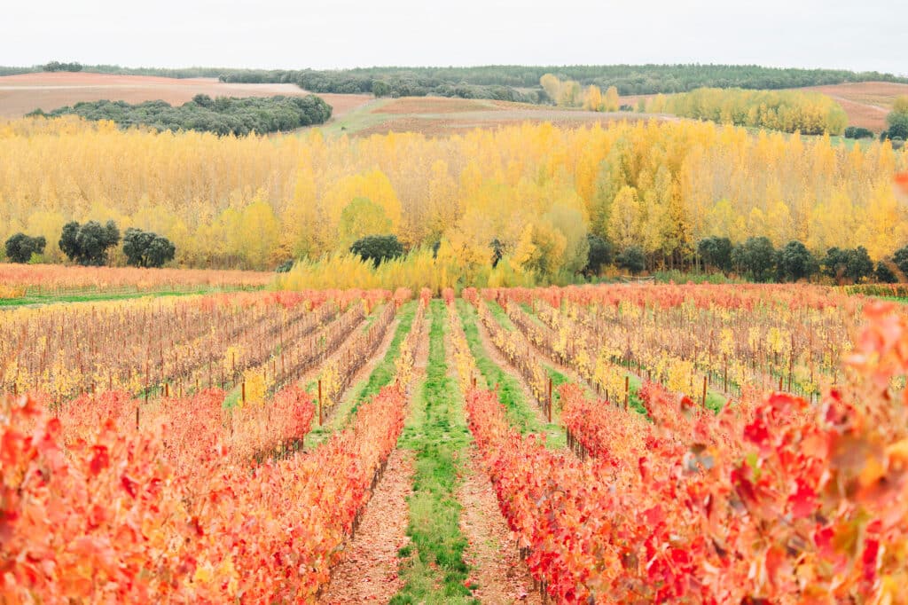 Dominio D'Echauz y su viñedo en Soria: el refugio genético que puede salvar al vino del mañana 2 Dominio DEchauz 02 Foto Salvador Arellano