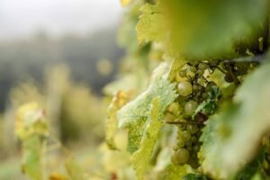 El Rías Baixas que está arrasando en todo el mundo