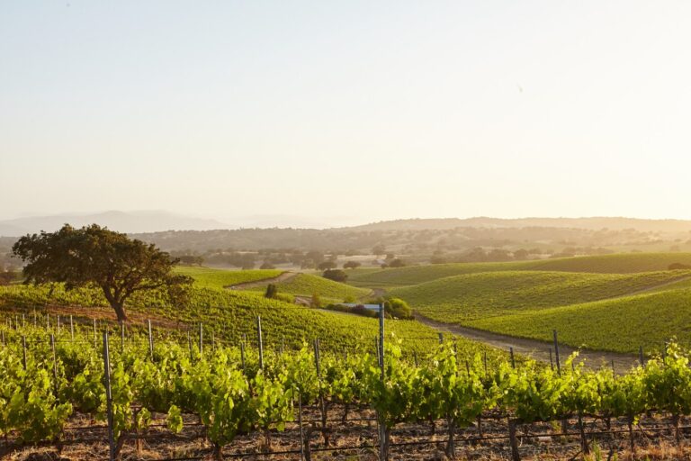 El Ribeiro en el turismo enológico: las mejores rutas y bodegas para visitar 26 El Ribeiro en el turismo enologico