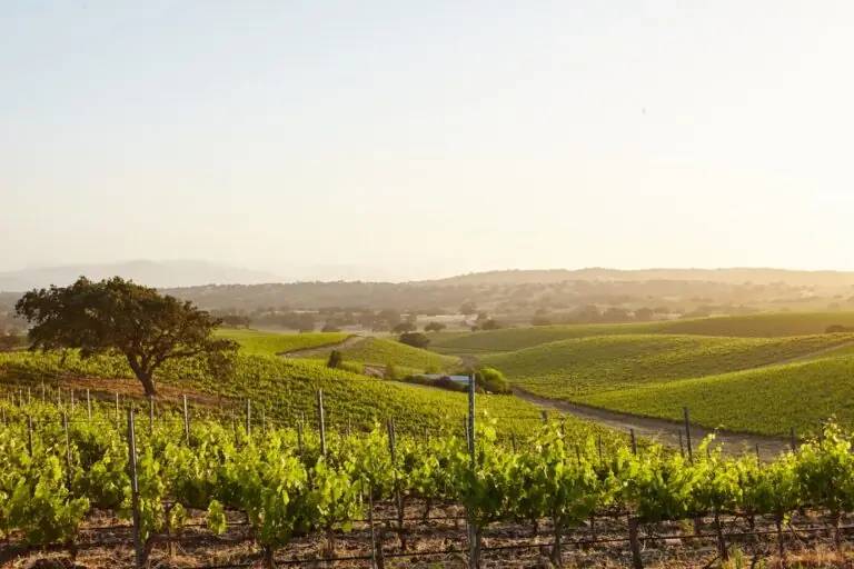 El Ribeiro en el turismo enológico: las mejores rutas y bodegas para visitar