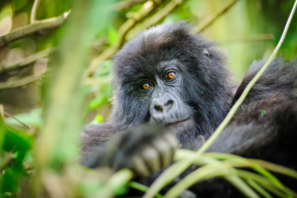 El gorila de montana en Ruanda