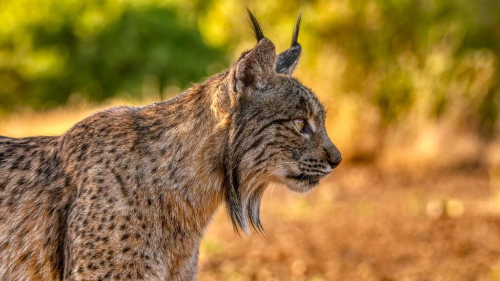 El lince iberico en el sur de Espana