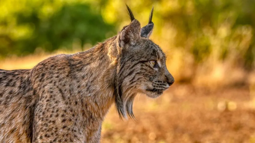 El lince iberico en el sur de Espana