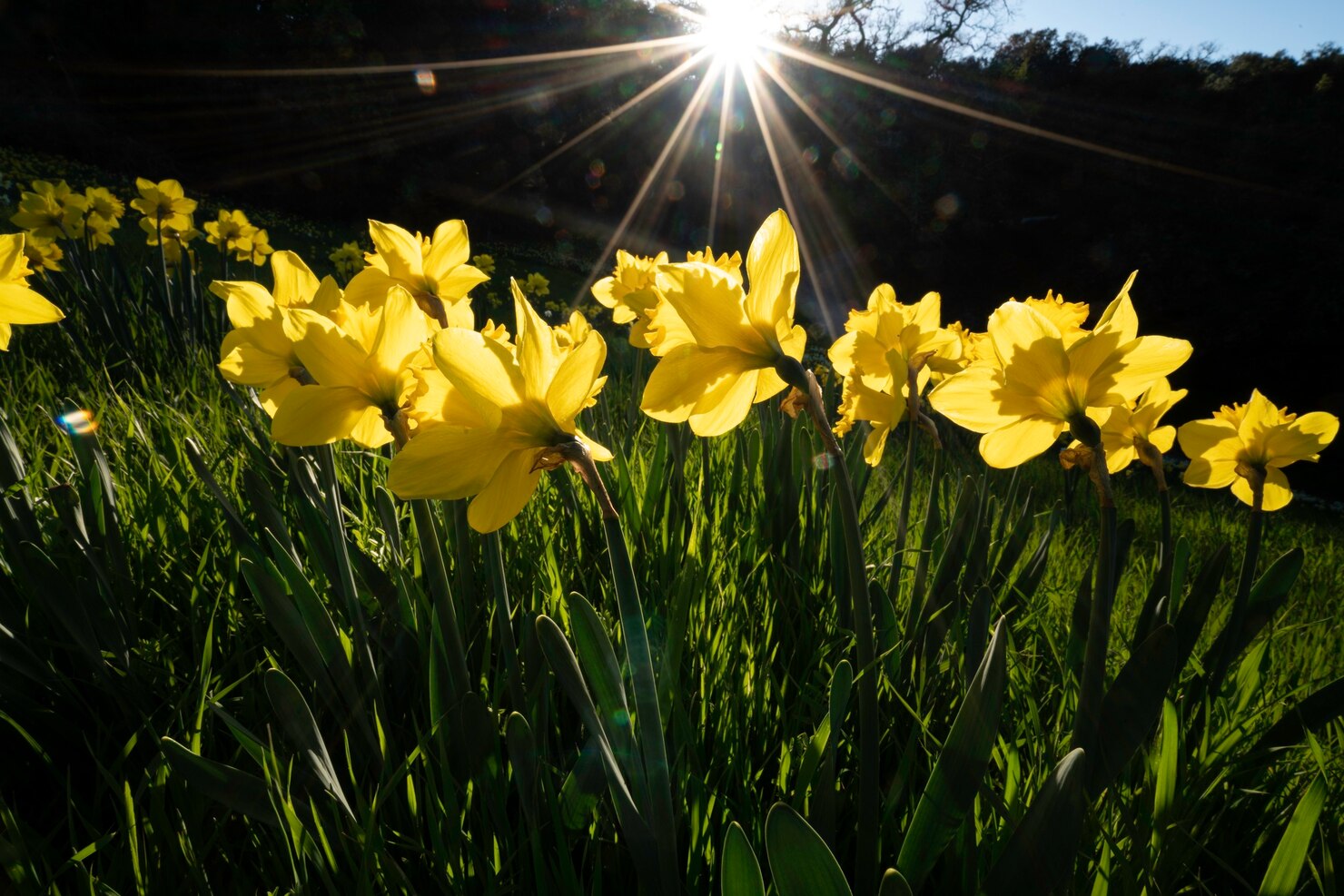 Equinoccio de primavera 2026: el día en que la Tierra se equilibra 1 Equinoccio de primavera