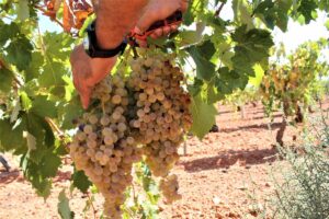 España, Francia e Italia piden más recursos para la PAC del vino 10 Espana Francia e Italia piden mas recursos para la PAC