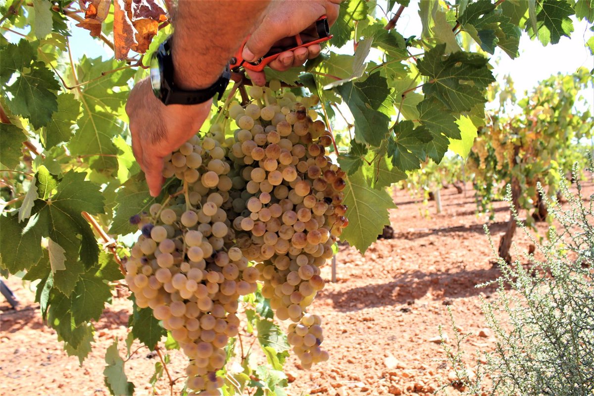 España, Francia e Italia piden más recursos para la PAC del vino 1 Espana Francia e Italia piden mas recursos para la PAC