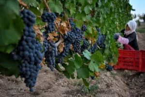 Exportaciones de vino de Ningxia aumentan un 125% en 2024 a pesar de crisis