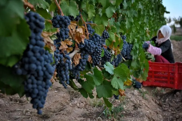 Exportaciones de vino de Ningxia aumentan un 125% en 2024 a pesar de crisis