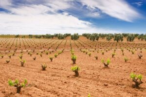 Extremadura destina 11 millones euros para apoyar el sector del