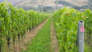 Felton Road implementa innovaciones en el cultivo biodinámico de viñedos.