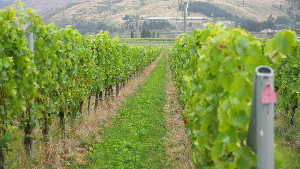 Felton Road implementa innovaciones en el cultivo biodinámico de viñedos. 1 Felton Road implementa innovaciones en el cultivo biodinamico de vinedos