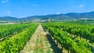 Bodega Eslava debuta en Barcelona Wine Week con un proyecto que va más allá del vino 6 Bodega Eslava debuta en Barcelona Wine Week con un proyecto que va más allá del vino
