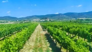 Bodega Eslava debuta en Barcelona Wine Week con un proyecto que va más allá del vino