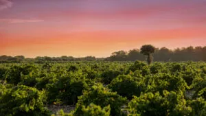 Bodegas Naia se afianza como el gran referente de Rueda tras sus altas puntuaciones en la Guía Peñín 2027