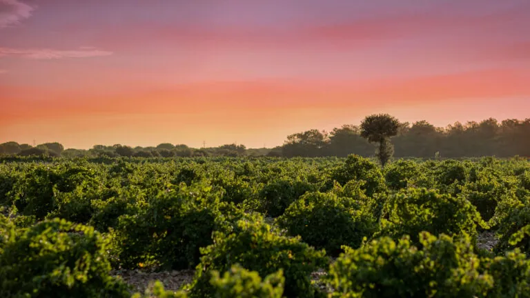 La milla de oro del vino en España: donde un tinto de 12 euros convive con botellas de 1.000 euros en monasterios del siglo XII 6 Bodegas Naia se afianza como el gran referente de Rueda tras sus altas puntuaciones en la Guía Peñín 2027