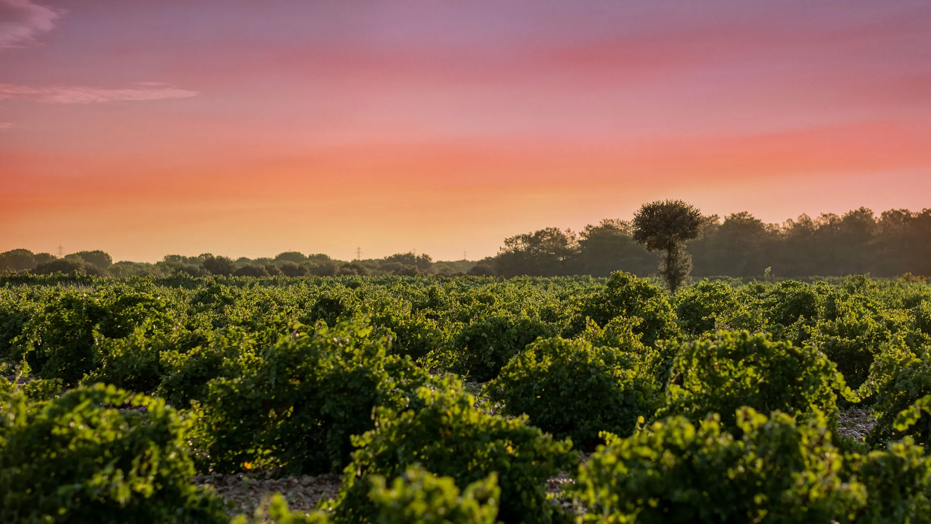 La milla de oro del vino en España: donde un tinto de 12 euros convive con botellas de 1.000 euros en monasterios del siglo XII 1 Bodegas Naia se afianza como el gran referente de Rueda tras sus altas puntuaciones en la Guía Peñín 2027