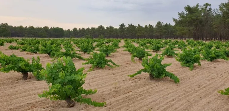 Laura Sanz, bodeguera: «Náiades 2022 nace de viñedos centenarios para ofrecer la máxima expresión del Verdejo»