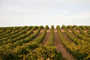 De la viña a la copa: el éxito del nuevo S-Naia 2025 de Bodegas Naia que ya sorprende a los expertos