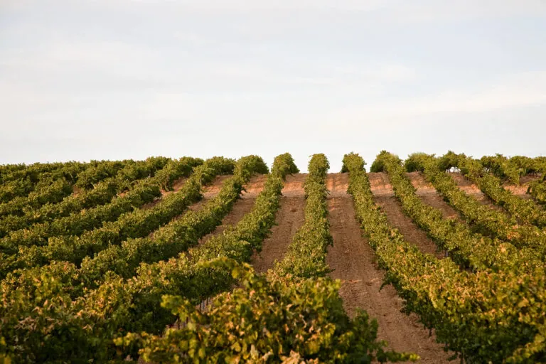 De la viña a la copa: el éxito del nuevo S-Naia 2025 de Bodegas Naia que ya sorprende a los expertos