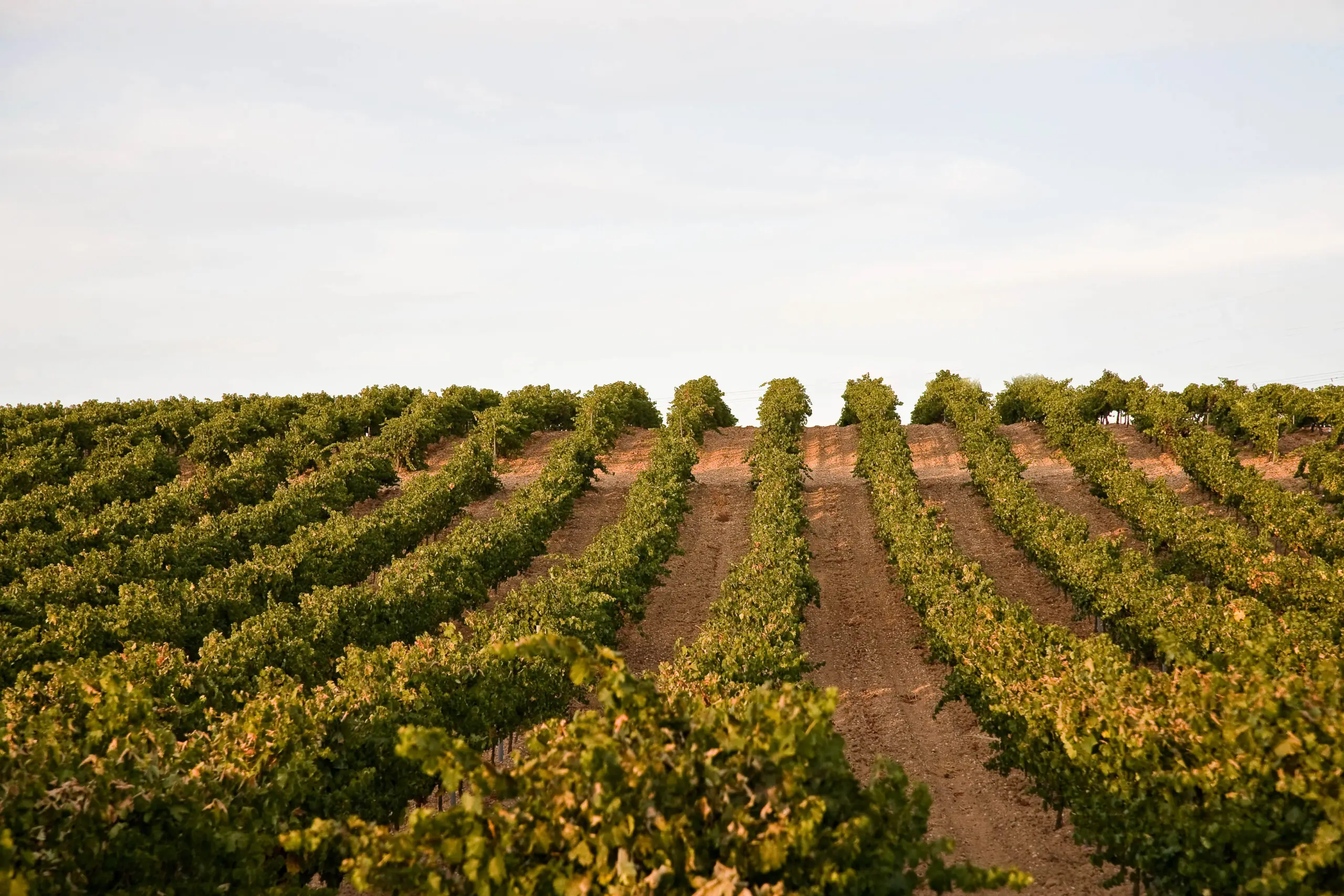 El abismo de precios en la vendimia española: el informe oculto que revela cuánto cuesta de verdad producir cada kilo de uva 1 De la viña a la copa: el éxito del nuevo S-Naia 2025 de Bodegas Naia que ya sorprende a los expertos