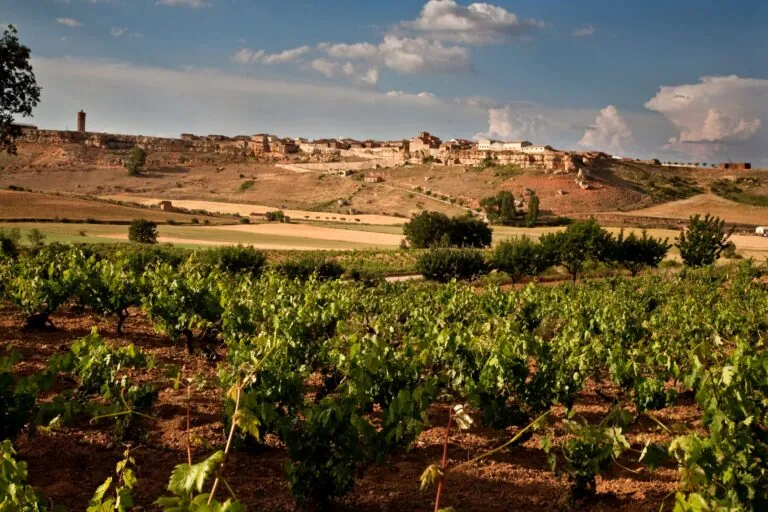 De un valle de Soria a conquistar Londres: el éxito del vino de cepas de 170 años que alucina a los expertos