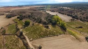 La Mala de Dominio de Atauta alcanza los 99 puntos Parker y se sitúa en la cumbre del vino español