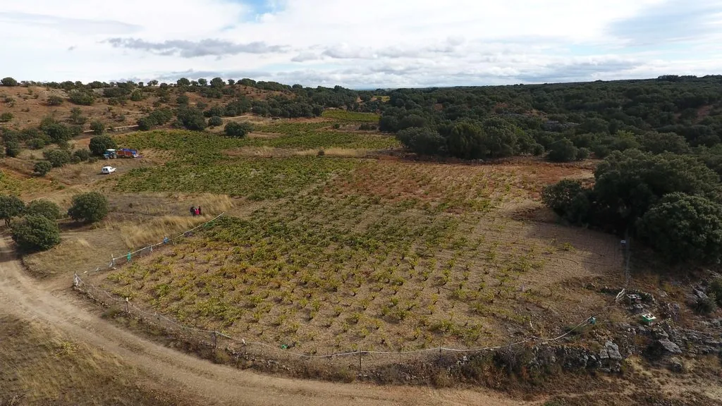 San Juan 2020 de Dominio de Atauta logra los 100 puntos Gourmets