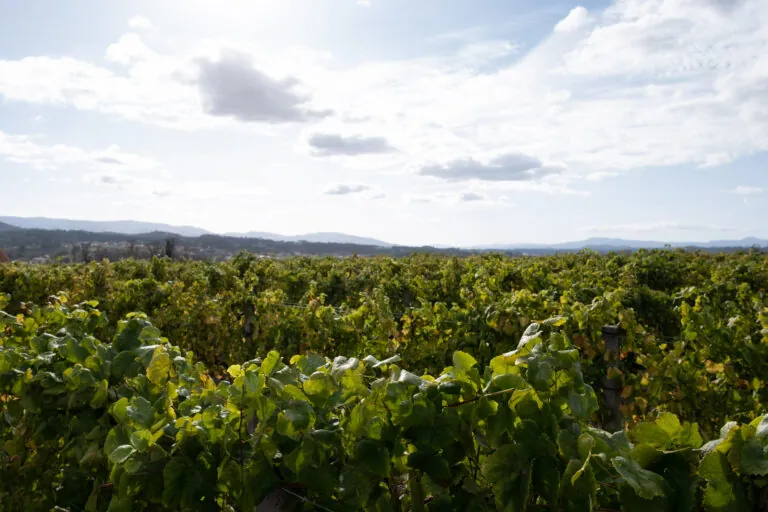 Bodegas Viña Nora desembarca en el mayor evento gastronómico de Estados Unidos: el Aspen Food & Wine Classic