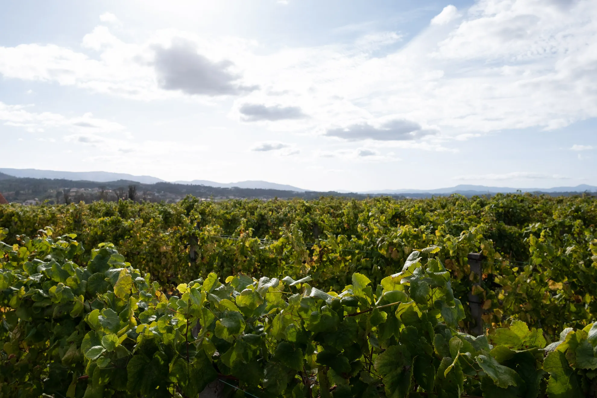 Bodegas Viña Nora desembarca en el mayor evento gastronómico de Estados Unidos: el Aspen Food & Wine Classic