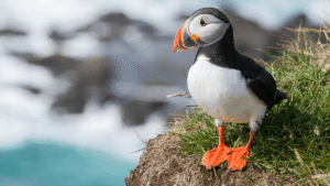 Frailecillos en Islandia: Dónde y cuándo encontrar al «payaso del mar» en su hábitat salvaje