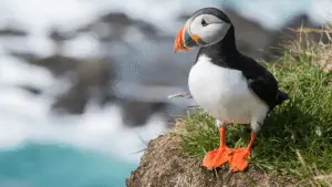 Frailecillos en Islandia