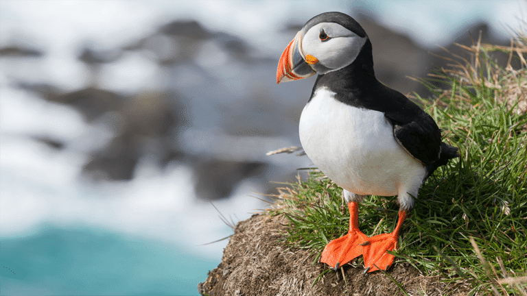 Frailecillos en Islandia