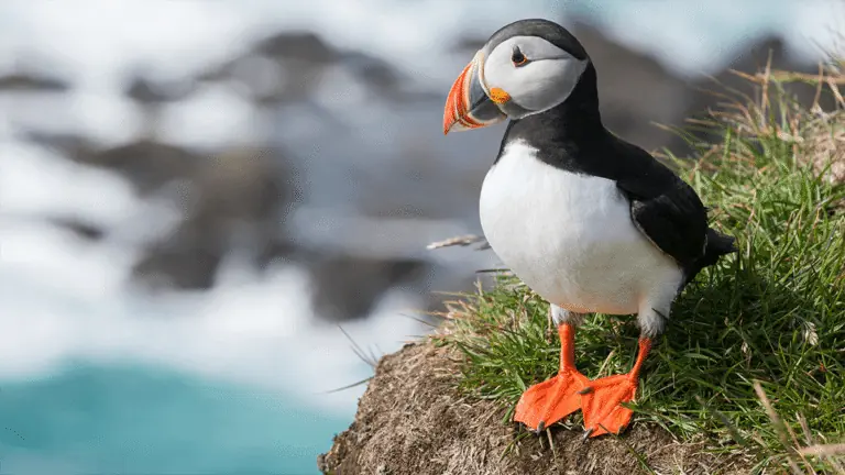 Frailecillos en Islandia