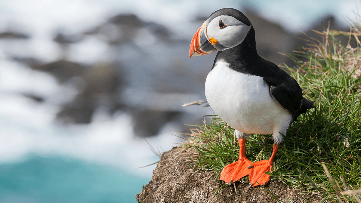 Frailecillos en Islandia