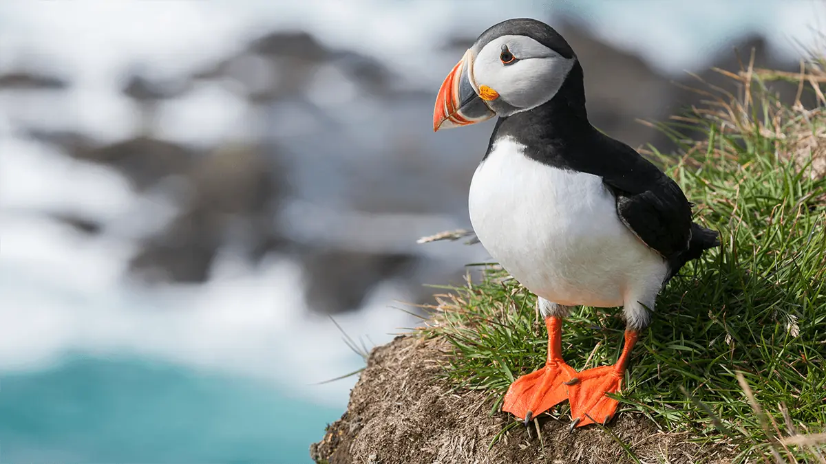 Frailecillos en Islandia: Dónde y cuándo encontrar al "payaso del mar" en su hábitat salvaje 1 Frailecillos en Islandia