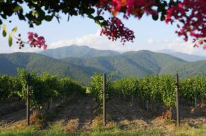 Georgia avanza en vino con variedades unicas y calidad excepcional