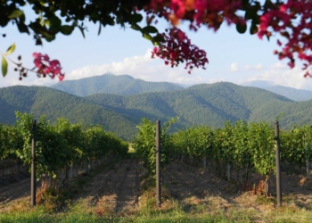 Georgia avanza en vino con variedades unicas y calidad excepcional