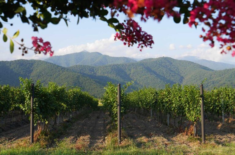 Castilla-La Mancha marca el cambio: el vino tinto a granel se acerca al precio del blanco 2 Georgia avanza en vino con variedades unicas y calidad excepcional