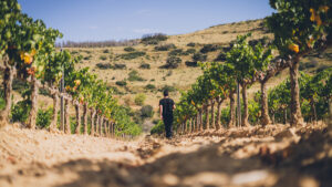El pueblo de Navarra de 400 habitantes que esconde el mejor vino blanco de 2026: «Tiene 98 puntos»