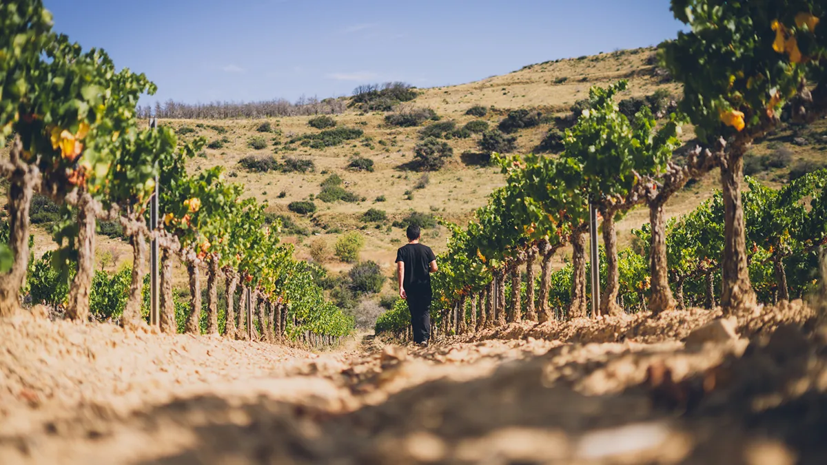 El pueblo de Navarra de 400 habitantes que esconde el mejor vino blanco de 2026: «Tiene 98 puntos» 1 El pueblo de Navarra de 400 habitantes que esconde el mejor vino blanco de 2026: «Tiene 98 puntos»