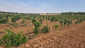 Ibervitis